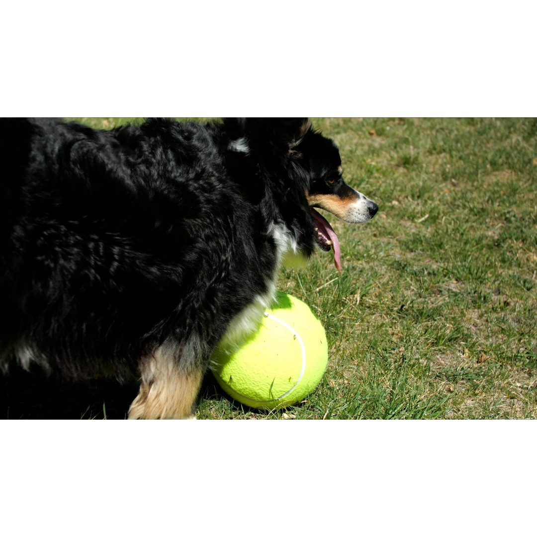 Lot de 4 balles de tennis pour chien - Pet PLAY – inooko